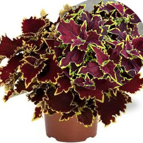 Coleus 'Stained Glassworks Crown Jewel' - Kirinõges 'Stained Glassworks Crown Jewel' 